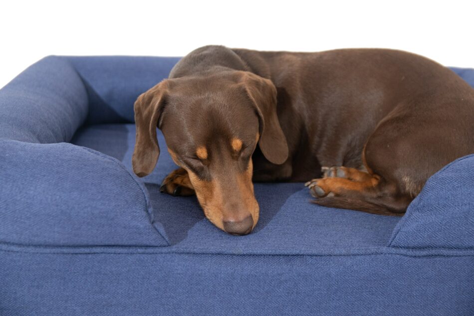 Ein brauner Dackel schläft auf einem blauen Omlet Hundesofa 