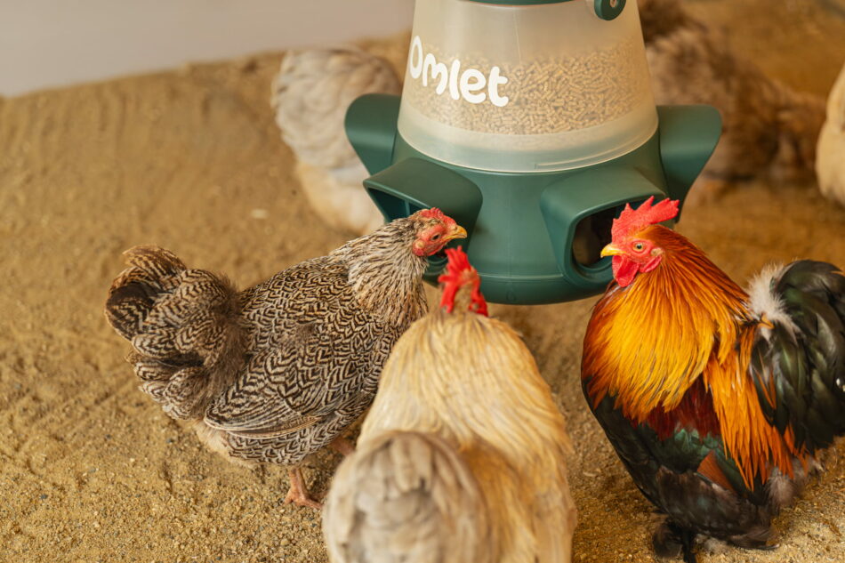 Hühner fressen in einem Holzgehege vom aufgehängten Omlet No-Waste-Futterautomaten