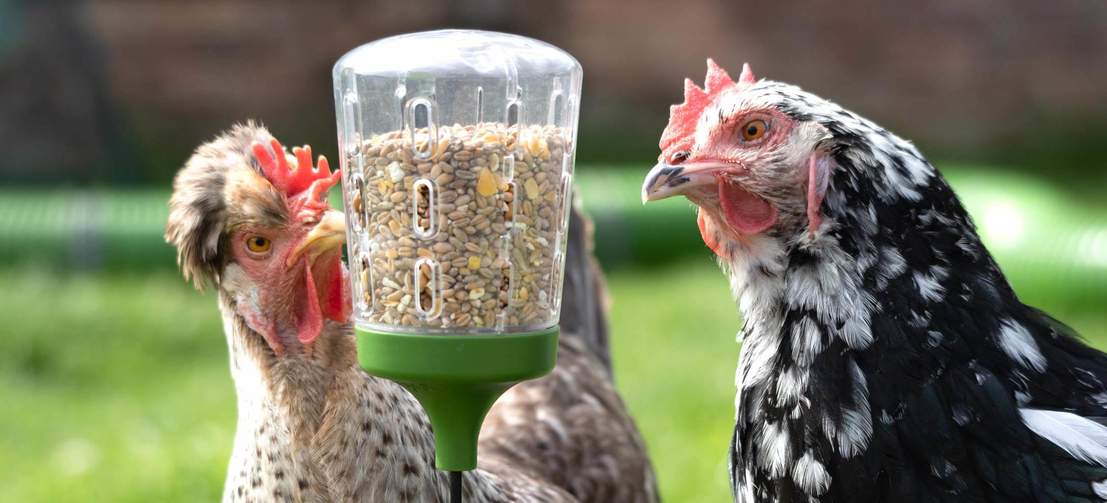 Hühner picken aus dem Omlet Pickspielzeug Futterspender