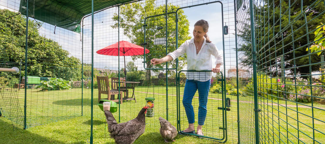 Hühnerhalterin im Freien mit ihren Hühnern in ihrem Omlet Walk In Begehbaren Gehege