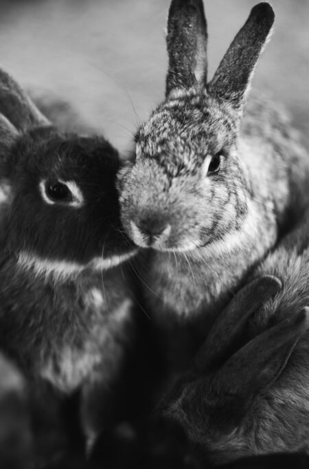 Kaninchen, die sich im Winter aneinander kuscheln