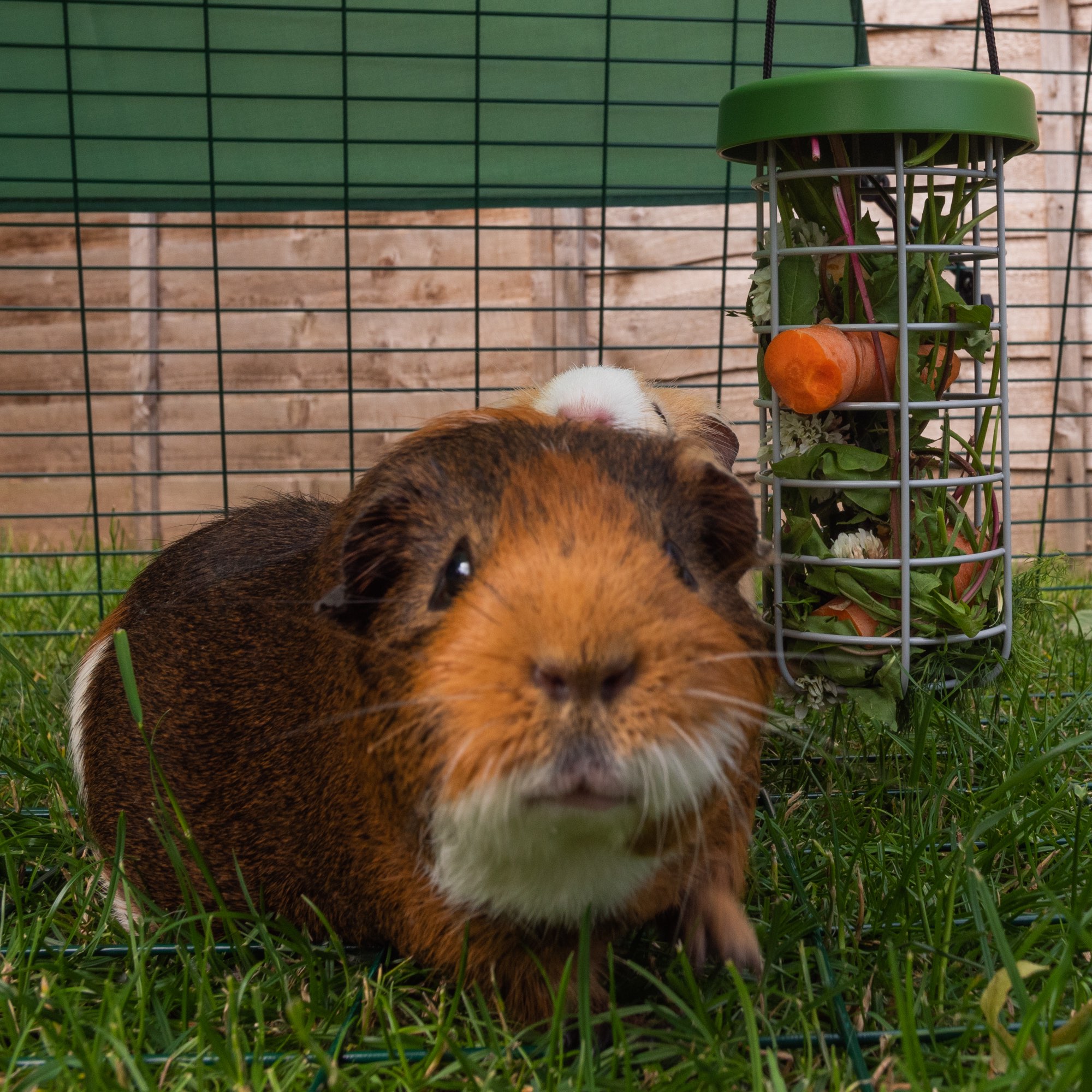 Wie viel Bewegung brauchen meine Meerschweinchen? - Omlet Blog Deutschland