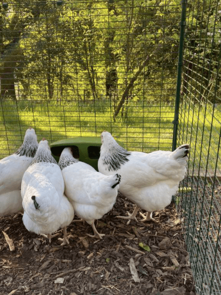Vier weiße Hühner, die aus einem Omlet Futtertrog für Hühner fressen.