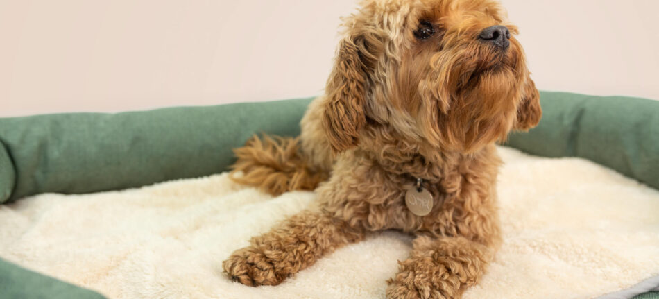 Ein kleiner brauner Hund liegt zufrieden auf einem beruhigenden Hundebett