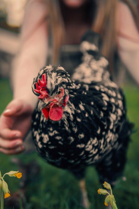 Ein Mädchen fängt ein schwarzweißes Huhn ein 