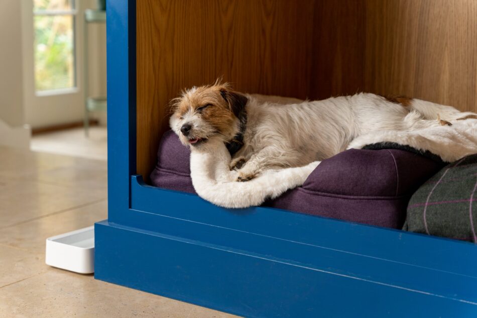 Ein Terrier schläft auf dem Omlet Schaffell-Topper auf dem Polsterbett