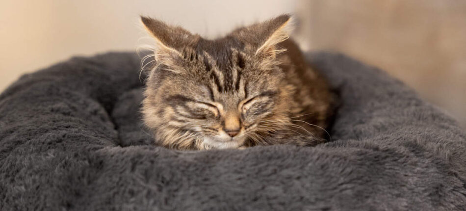 Eine Katze, die auf dem Maya Donut Katzenbett in Earl Grey Anthrazit von Omlet schläft  