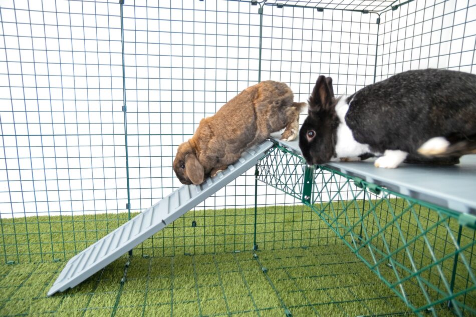 Zwei Kaninchen hoppeln auf den Omlet Zippi Plattformen entlang