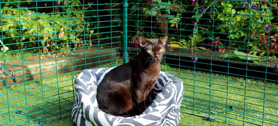 Eine schwarze Katze sitzt auf einem Katzenbett im Omlet Katzengehege