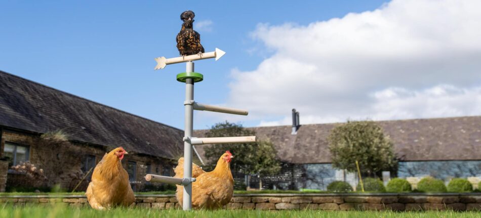Zwei verschiedene Hühnerrassen auf dem freistehenden Hühnerstangensystem von Omlet