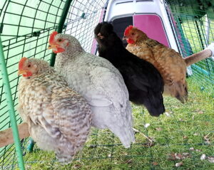 4 Hühner sitzen zusammen auf ihrer Hühnerstange