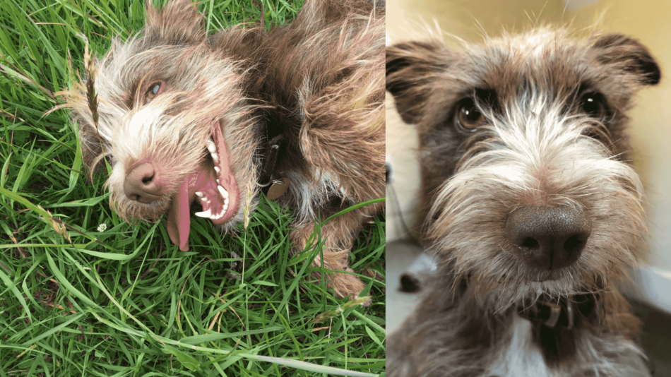 Collage eines lächelnden braunen Hundes