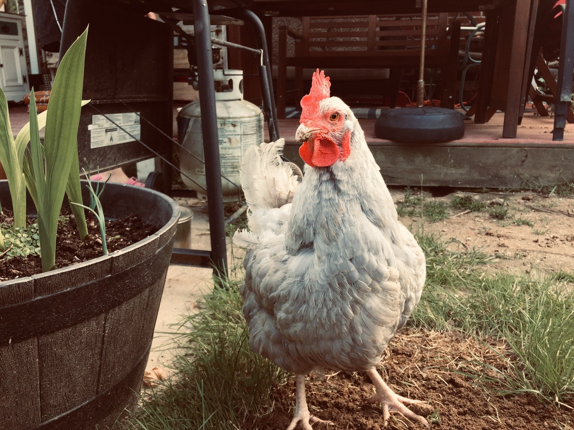 Ein graues Huhn steht im Garten