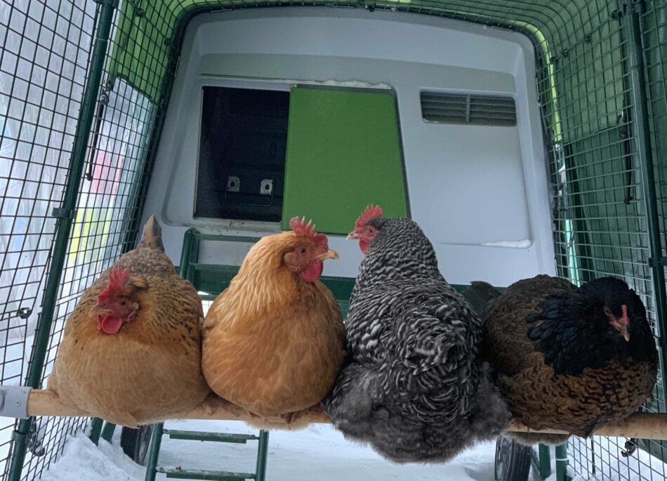 Hühner, die zusammenkauern, um der Kälte zu trotzen