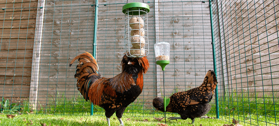 Ein Hahn und eine Henne mit einem Omlet Caddi Leckerli-Halter und Pickspielzeug