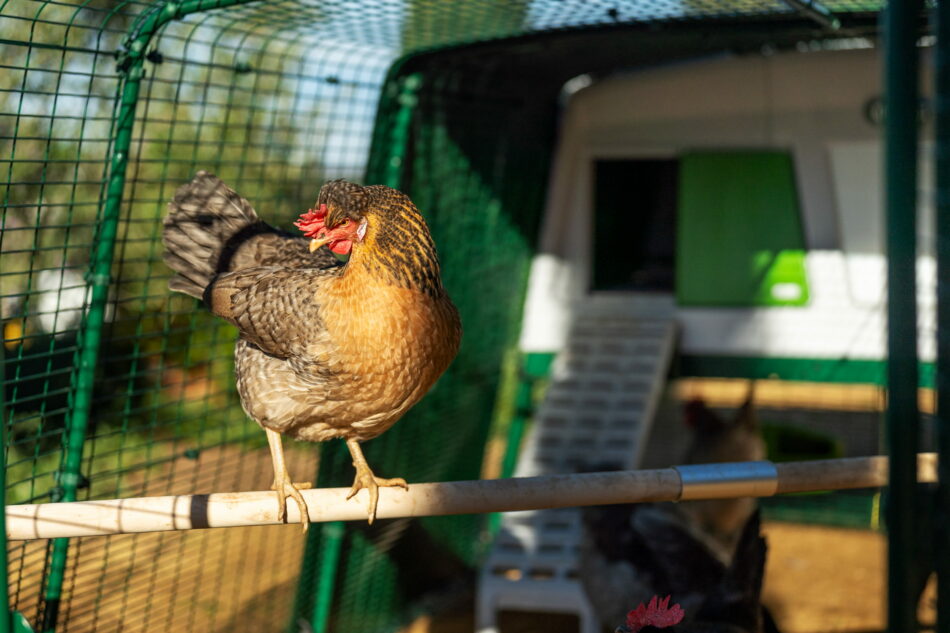 Ein Huhn auf einer Sitzstange im Eglu Pro-Auslauf
