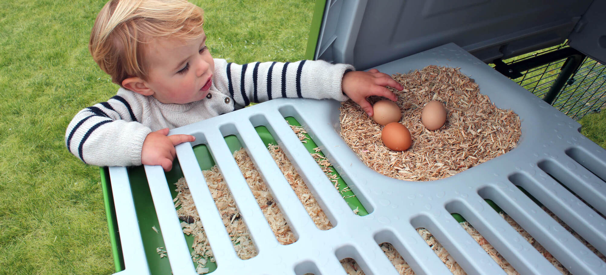Ein Junge sammelt Eier aus dem Eglu-Nistkasten