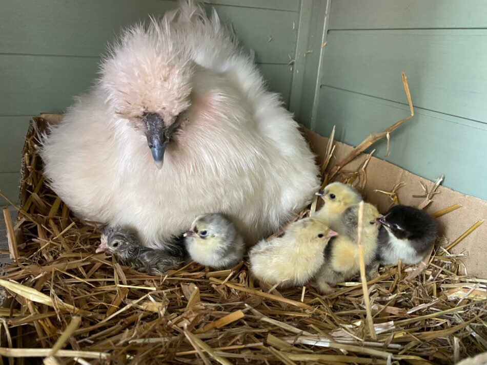 Eine Glucke sitzt mit ihren Küken in einem Holzstall
