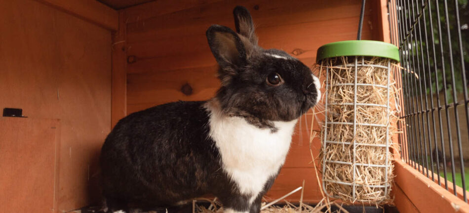 Schwarzweißes Kaninchen bedient sich am Caddi Futterkorb für Kaninchen
