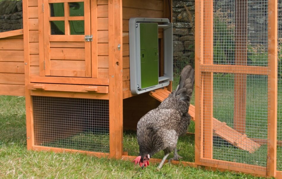 Ein Huhn in einem hölzernen Stall mit der automatischen Hühnerstalltür von Omlet