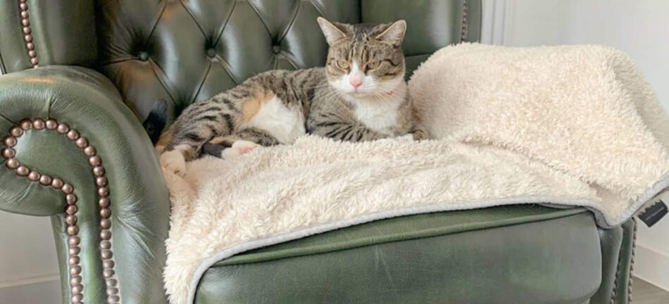 Katze entspannt sich auf der luxuriösen superweichen Katzendecke von Omlet