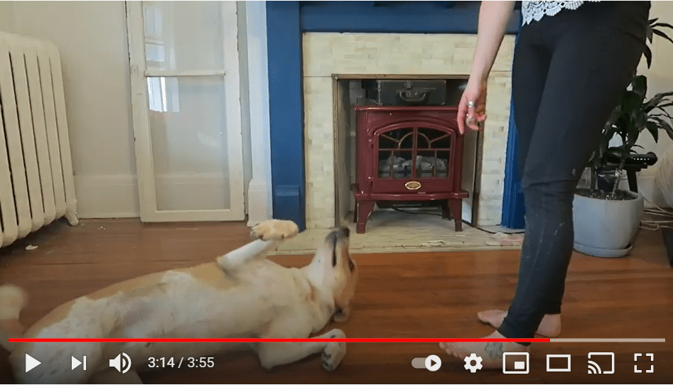 Screenshot eines Youtube-Videos von einem Hund beim Peng-Trick