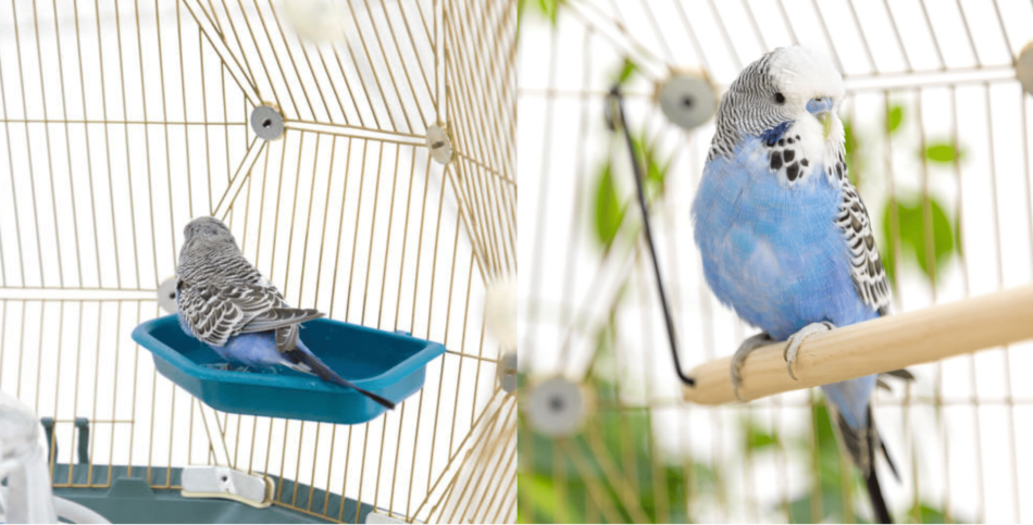 Collage von blaugrauem Wellensittich im Geo Vogelkäfig von Omlet 