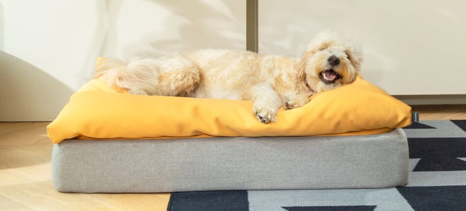 Ein Hund liegt auf einem gelben Sitzsack-Topper auf dem Omlet Topology Hundebett