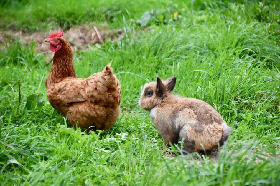 Ein braunes Kaninchen hoppelt einem Huhn hinterher  