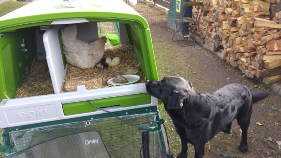 Ein schwarzer Hund betrachtet eine brütende Henne in ihrem Eglu Cube Hühnerstall 