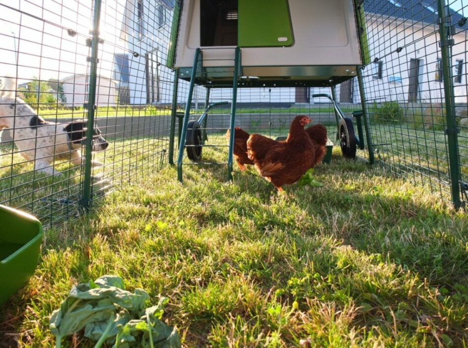 Hund und Hühner interagieren miteinander durch den Omlet Eglu Cube Hühnerstallauslauf  