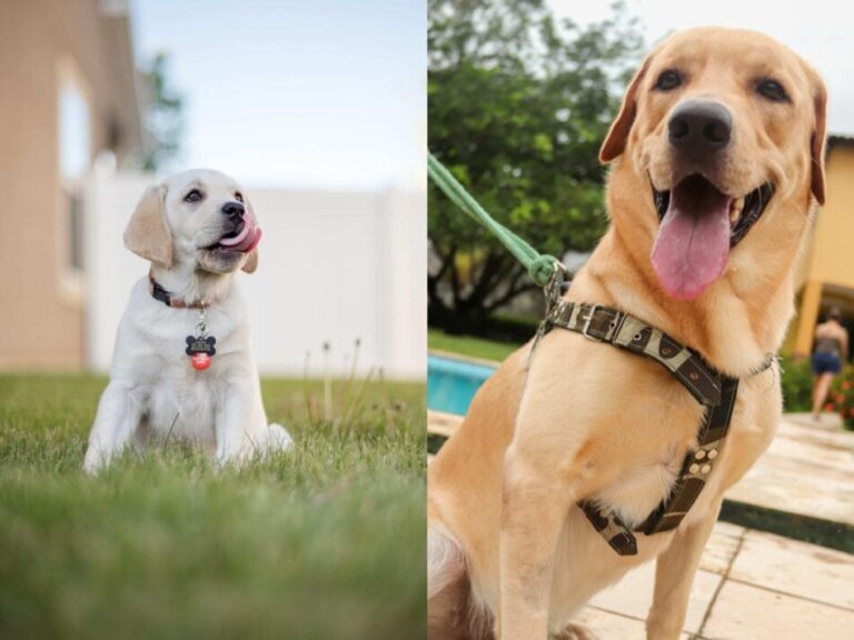 Halsband oder Geschirr? Was ist besser für Ihren Hund? Omlet Blog Deutschland