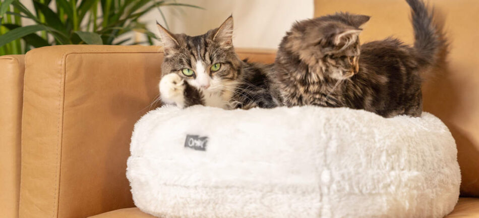 Zwei Katzen ruhen sich auf dem Omlet Maya Donut Katzenbett aus