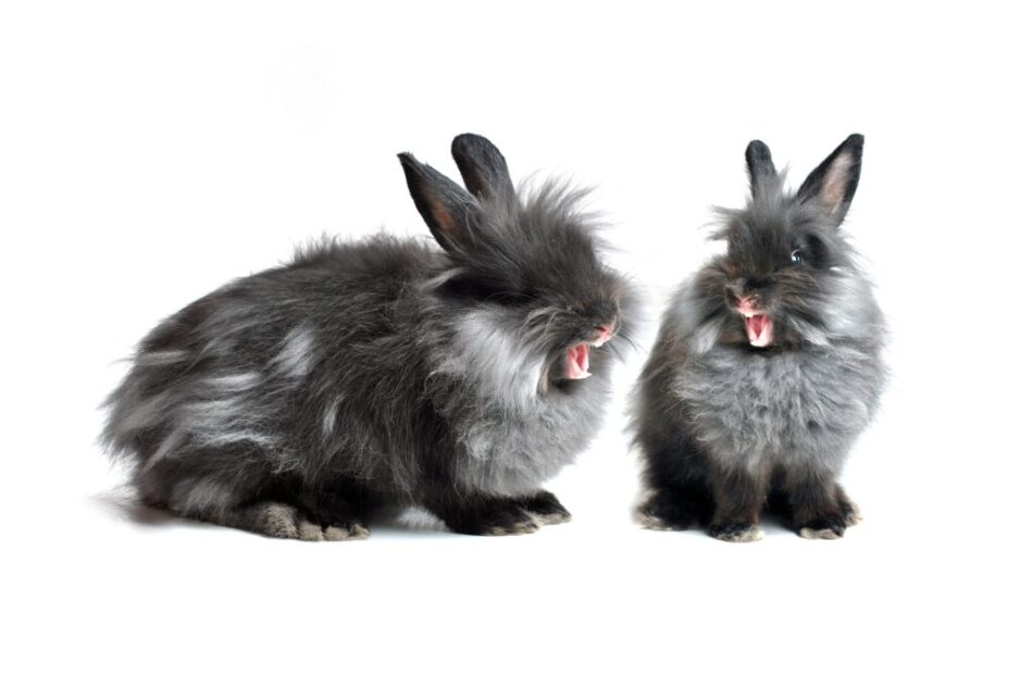 Zwei graue, wütende und aggressive Kaninchen 