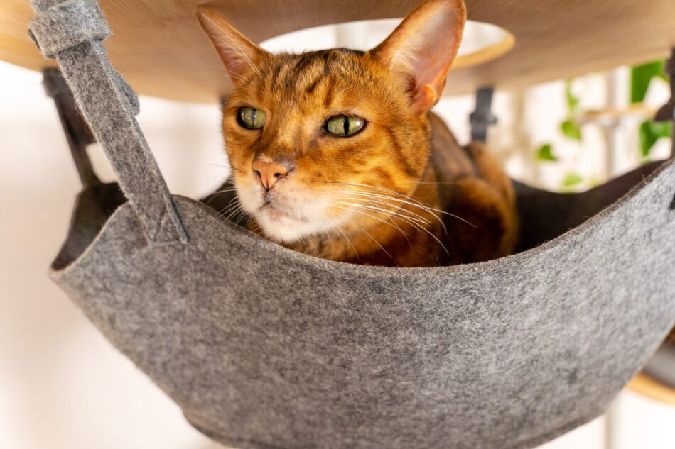 Nahaufnahme einer Katze, die im Freestyle Katzenbaum von Omlet in einer Hängematte liegt