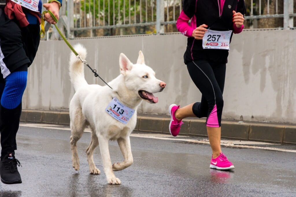 Ein Hund und seine Besitzerin joggen gemeinsam in einem Rennen.