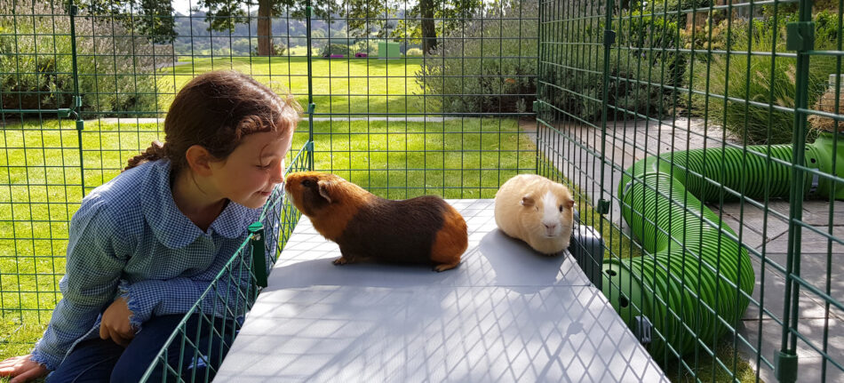 Ein Mädchen schaut Meerschweinchen im Outdoor Meerschweinchengehege von Omlet zu 