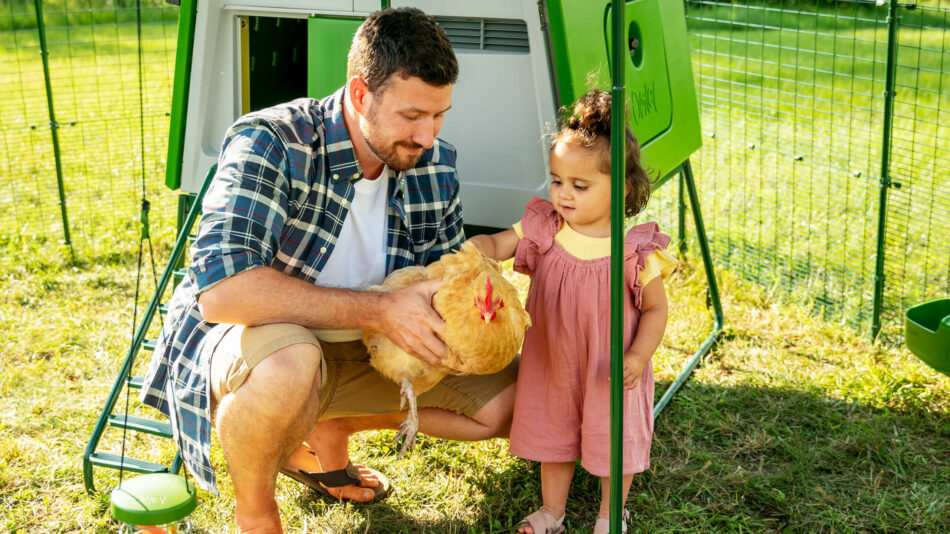 Ein Mann hält im Omlet Walk In Gehege ein Huhn, während ein Mädchen es streichelt