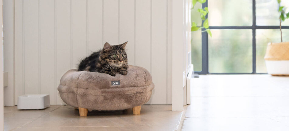 Eine Katze auf einem grauen Maya Donut Katzenbett in einer neuen Küche