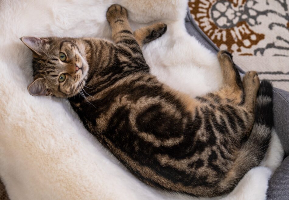 Eine Katze liegt auf der luxuriösen Decke aus Schaffellimitat von Omlet, die über dem Katzenbett liegt