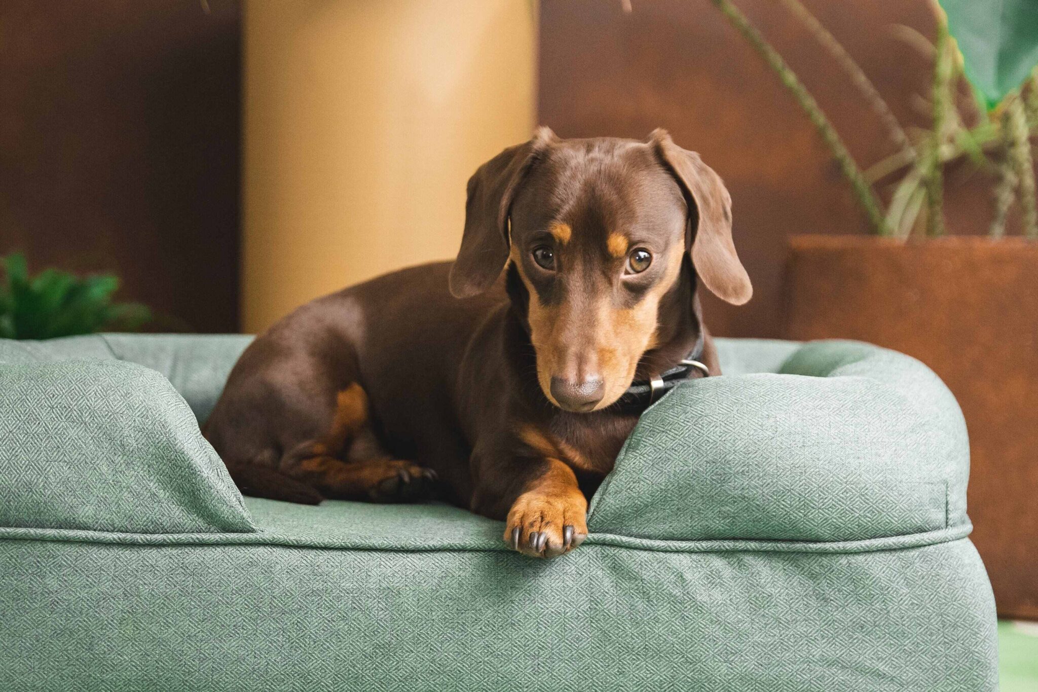 Welche Farben können Hunde sehen? Omlet Blog Deutschland