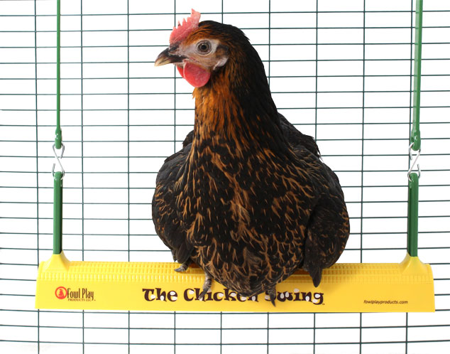 Ein Huhn sitzt auf der Omlet Hühnerschaukel