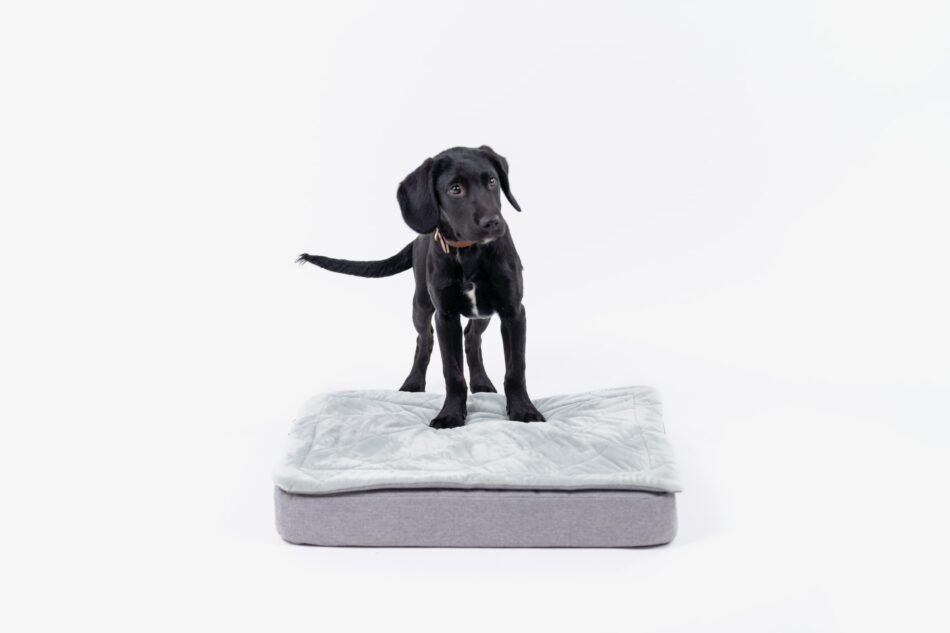 Ein schwarzer Labradorwelpe auf dem Omlet Topology Hundebett mit Steppdecken-Topper 