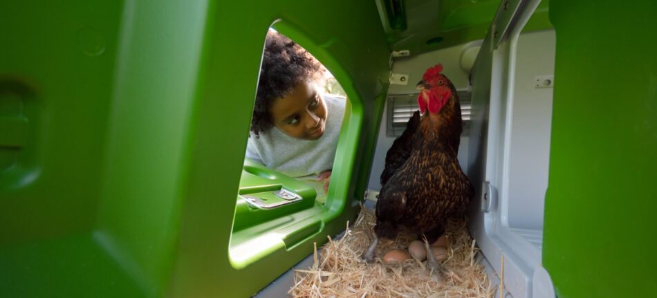 Ein Junge betrachtet eine eierlegende Henne in einem Omlet Eglu Cube Hühnerstall
