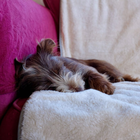 Ein brauner Hund ruht sich auf einer Decke auf einem roten Sofa aus