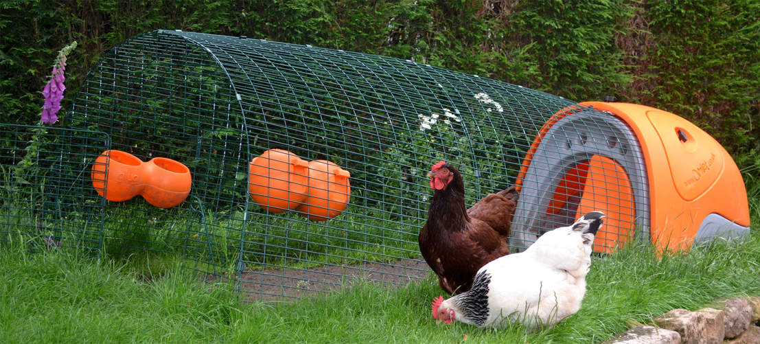 Zwei Hühner im Freien mit ihrem Eglu Classic Hühnerstall