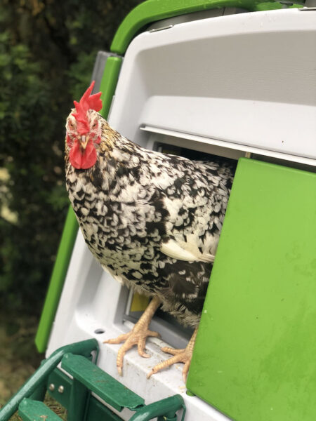 Ein Huhn schaut aus einem grünen Hühnerstall heraus