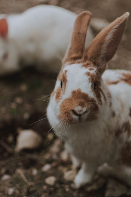 Exemplar einer weiß-braunen Kaninchenrasse mit aufgestellten Ohren