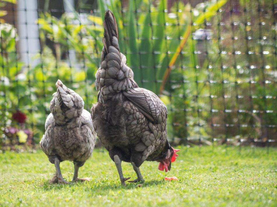Nahaufnahme von zwei grauen Hühnern, die durchs Gras spazieren