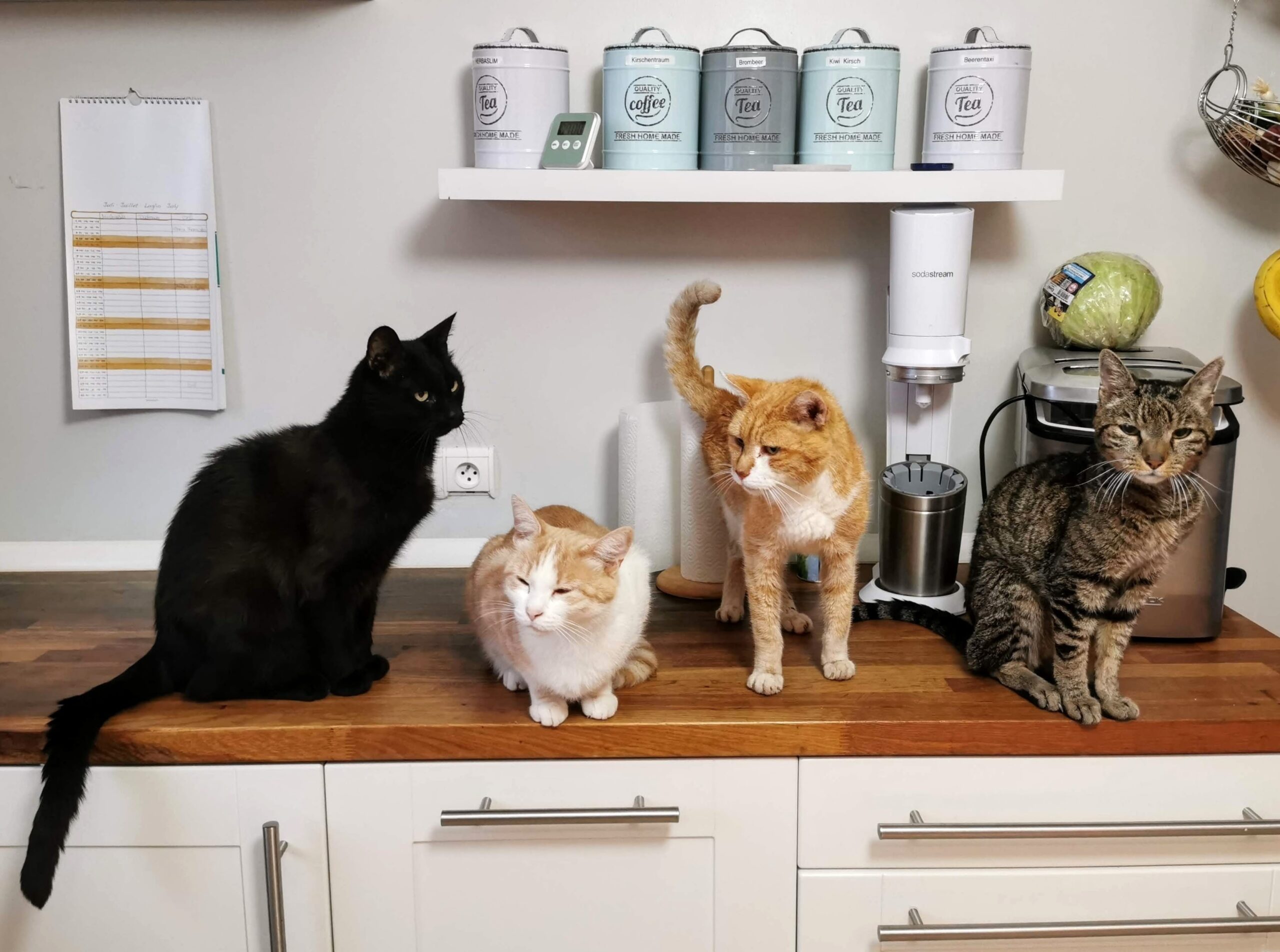Vier Katzen sitzen zusammen auf einer Küchenarbeitsplatte
